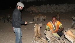 Hyenas are the main attraction at nightfall in Harar, Ethiopia.