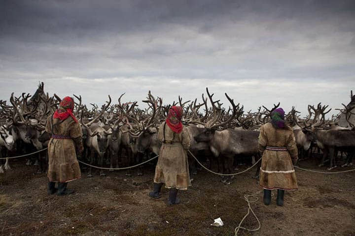 nenets herding