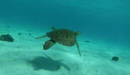 tobago-cays