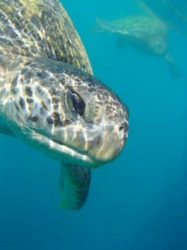 An underwater turtle on Isla de la Plata, Ecuador. An underwater turtle on Isla de la Plata, Ecuador.