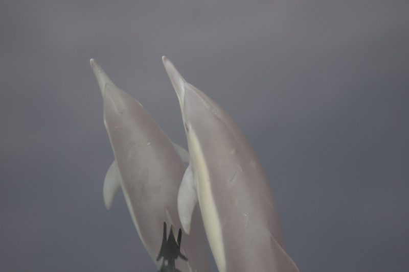 Dolphins aboard the First String whale watching boat.