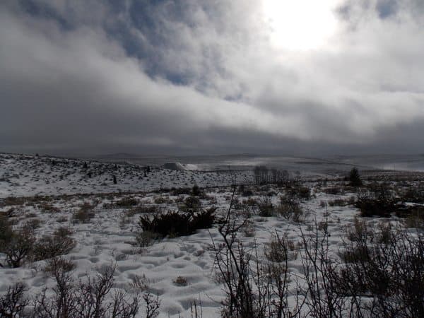 Ashley National Forest in winter repose.
