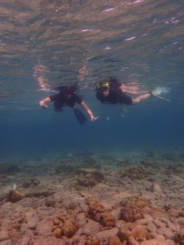 Shark Watch takes you out early in the morning, giving the undersea world a magical glow.