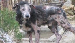 lion_dog
