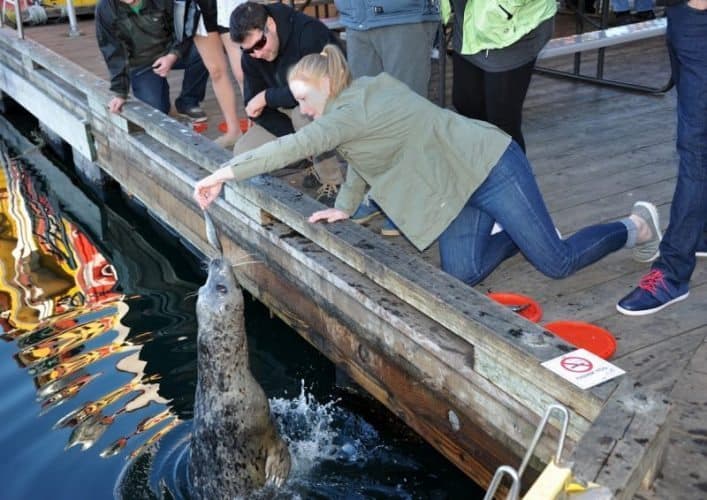 Seals enjoy a snack in Vancouver.