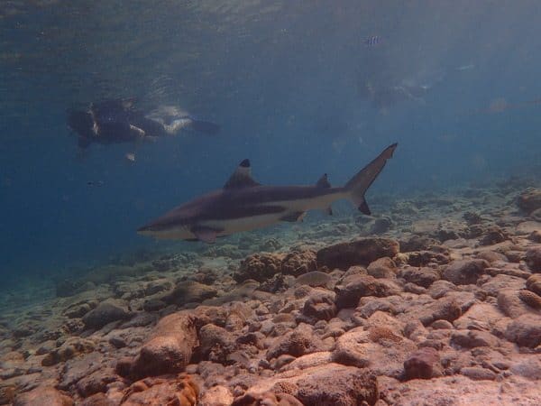 The first shark of the morning came straight at us, but it was all very calm to come. Shark attacks on St Maarten are very rare.