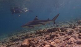 Thailand Sharks