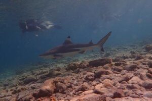Swimming with Sharks in Yucatan, Mexico Thailand Sharks