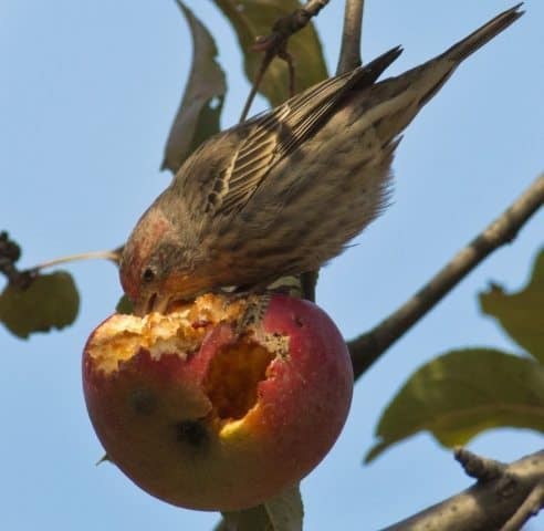 Bird eating apple in Central Park, NY.