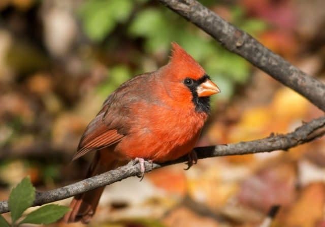 Northern cardinal.