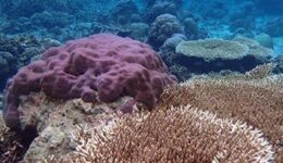 coral-togean1
