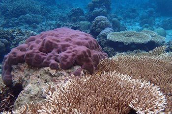 coral togean1