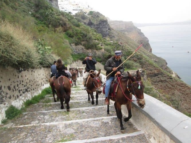 Donkeys on the way to Fira