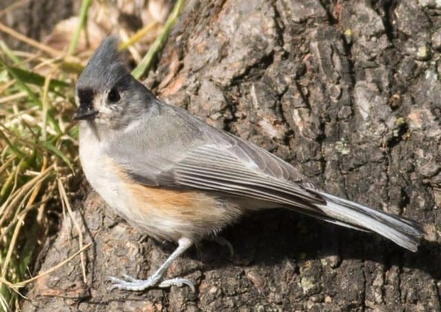 Tufted titmouse.