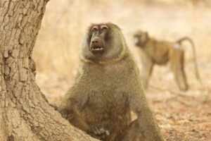 South African Chacma Baboons In Danger of Extinction Two of Zakouma's baboons. Michael Lorentz photo.