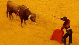 bullfight