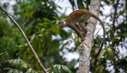 ecuador-la-selva