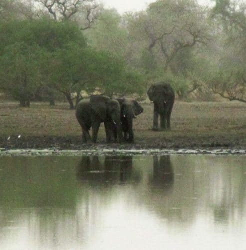 Elephants at water hole.