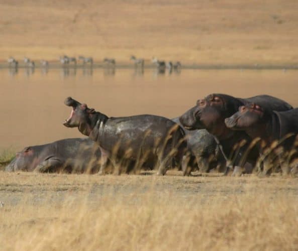 Hippos, the most dangerous animal in Africa, roam the park. 