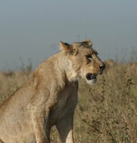 Female Lion