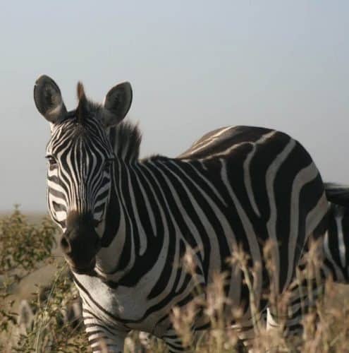 A zebra in Nairobi National Park near the city limits.