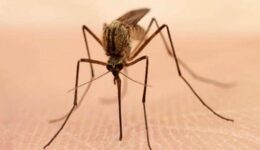 Mosquito