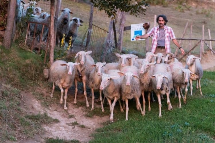 Silvio and his Pecore delle Langhe sheep. 