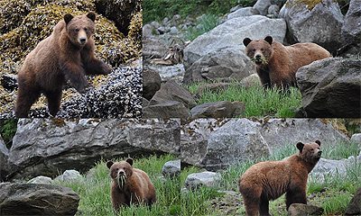 Mr. Ford, a hungry Alaskan bear. 