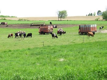 Banded Galloway cows are a rare sight, especially the brown banded Galloway. 