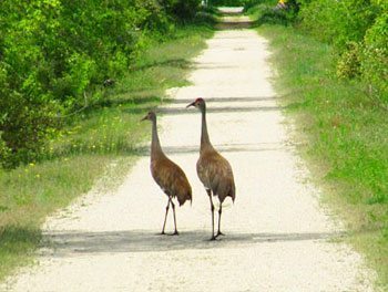 Sandhill cranes, an ancient species, amble along the trail. 