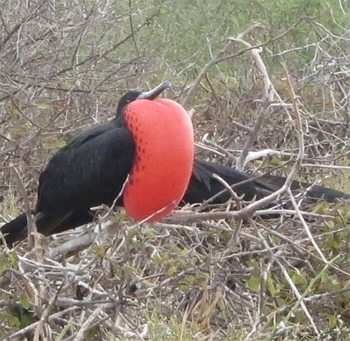 A male frigate bird on full display.