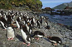 Expedition Cruises: Going Where the Big Ships Cannot Go 7 Rockhopper penguins on South Georgria