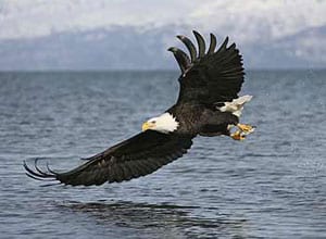 Expedition Cruises: Going Where the Big Ships Cannot Go 6 A bald eagle in Alaska