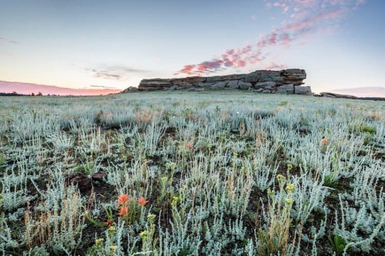 Castle Rock, wildflowers and fringed sage at sunrise, Vermejo Park Ranch, New Mexico, USA.