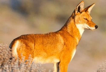Walking Across The Rooftop of Africa: Sanetti Plateau, Ethiopia 9 jackal