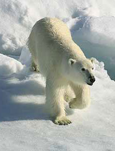 Expedition Cruises: Going Where the Big Ships Cannot Go 3 A polar bear in the Canadian Arctic