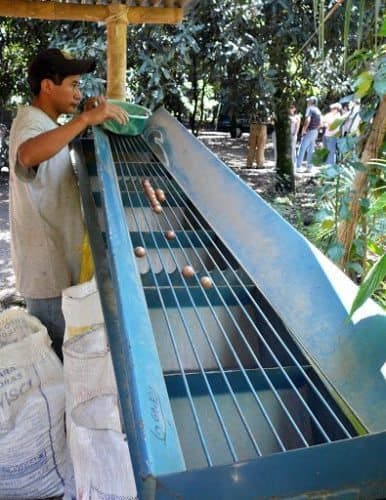 Sorting macadamia nuts by size at the farm in Guatemala.