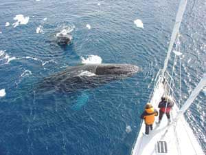 Expedition Cruises: Going Where the Big Ships Cannot Go 4 Whalewatching aboard 'The Spirit of Sydney' in Antarctica