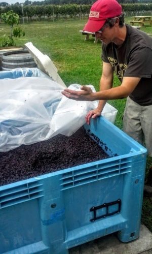 The winemaker at Hawk Haven Winery near Cape May NJ shows off the year's grapes.