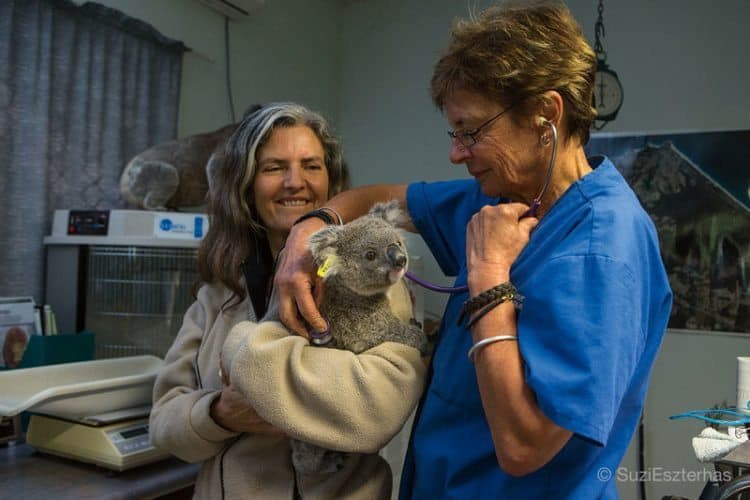 Koala Hospital