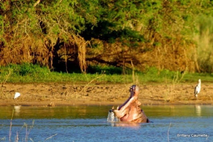 A sunset hippo yawn at Vwaza Marsh. Brittany Caumette photos.