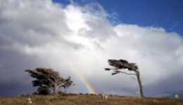 argentina-trees