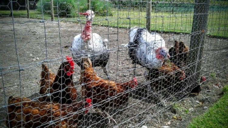 Chickens and turkeys mingle at the Willow Creek winery.