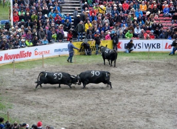 Local Action: cow fights in the Val d’Hérens town of Aproz. Tom Douglas photos.