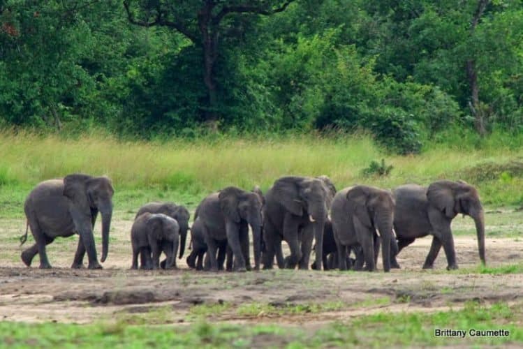 A herd of elephants approaches Kazuni Safari Lodge, Malawi.