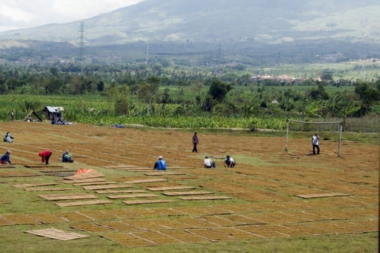 Tobacco drying in the hot sun.