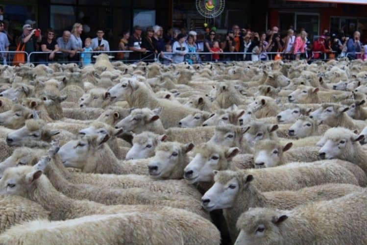 A river of sheep in New Zealand.