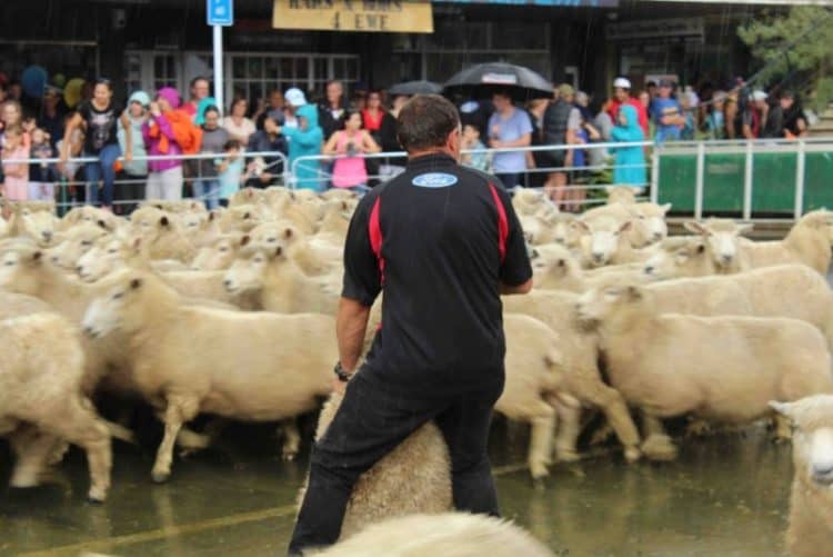 Catching a sheep to shear.