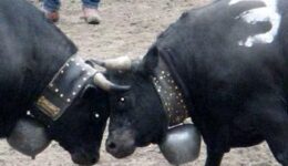 Cow fight