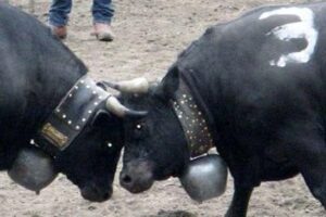 A Cow Fight in Aproz, Switzerland--Who Knew? Cow fight